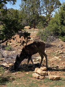 Mule Deer bending down to eat with trees and bushes around it