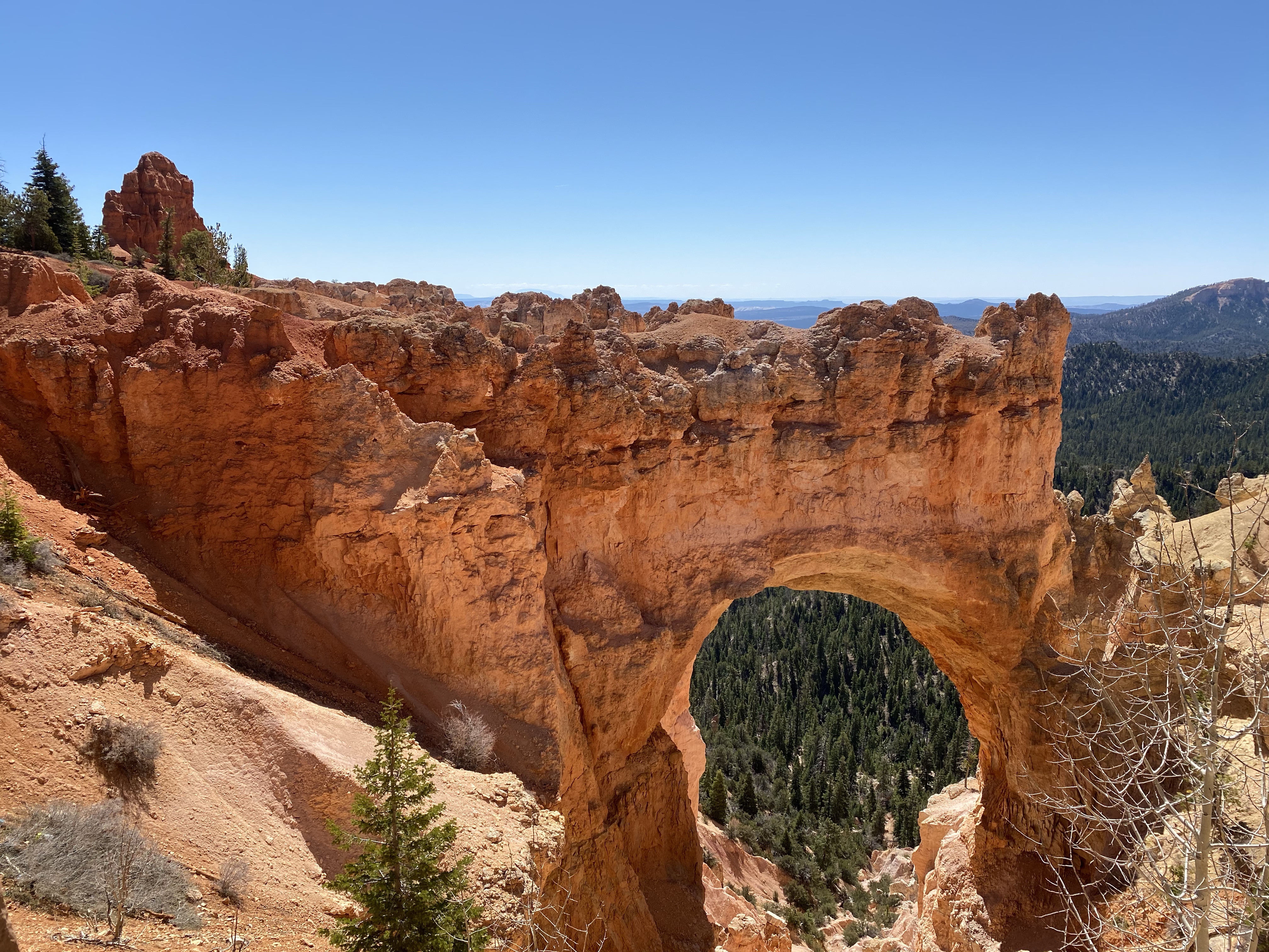 a natural arch of golden orange rock with trees underneath and a blue sky above.